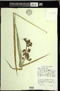 Scirpus georgianus image