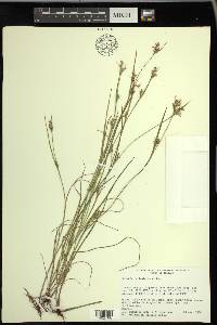 Scleria reticularis image