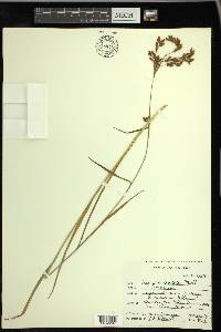 Scirpus pendulus image