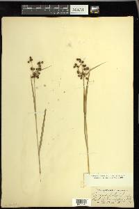 Scirpus polyphyllus image