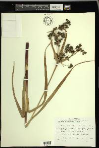 Scirpus microcarpus image