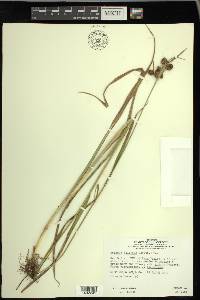 Scirpus pallidus image