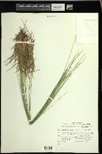 Trichophorum cespitosum image