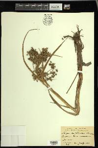 Scirpus microcarpus image