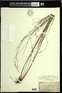 Scleria lithosperma image