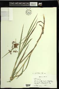 Scirpus polyphyllus image