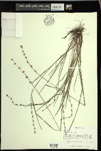 Scleria verticillata image