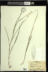 Scleria distans image