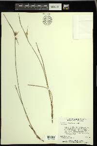 Scleria pauciflora image