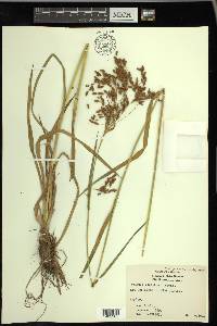 Scirpus pendulus image