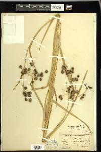 Scirpus microcarpus image