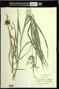 Scirpus polyphyllus image