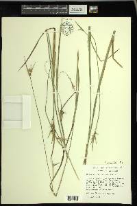 Scleria triglomerata image