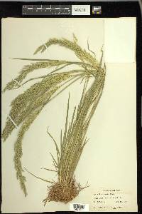 Agrostis exarata image