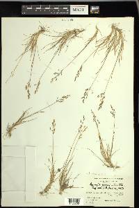 Agrostis mertensii image