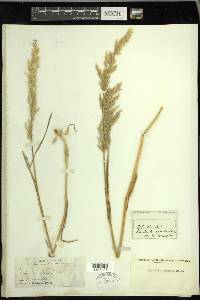 Agrostis exarata image