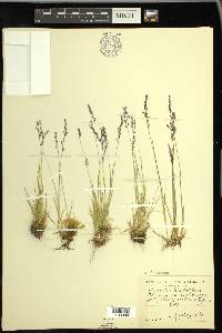 Agrostis rossiae image