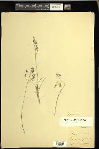 Agrostis mertensii image