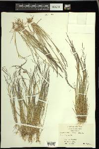 Agrostis elliottiana image