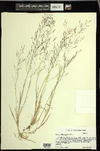 Agrostis elliottiana image