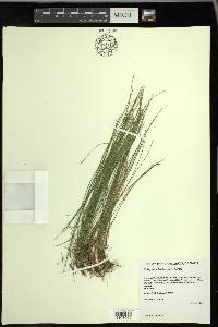 Trichophorum clintonii image