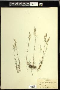 Agrostis mertensii image