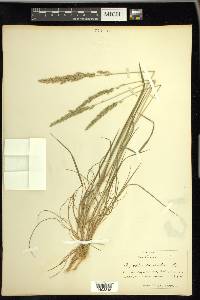 Agrostis exarata image