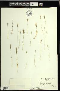 Agrostis microphylla image