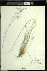 Achnatherum richardsonii image