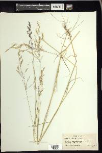 Agrostis oregonensis image