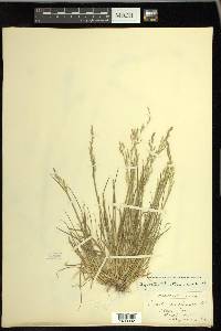 Agrostis elliottiana image