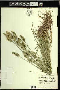 Agropyron cristatum subsp. desertorum image