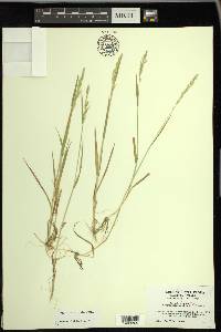 Agrostis exarata image