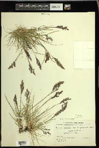 Agrostis exarata image