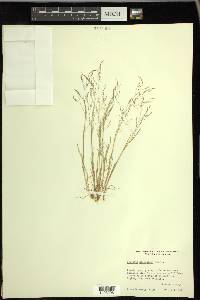 Agrostis elliottiana image