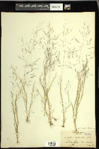 Agrostis elliottiana image