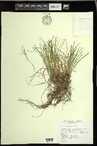 Trichophorum planifolium image