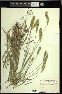 Agropyron cristatum subsp. desertorum image