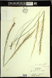 Achnatherum occidentale subsp. pubescens image