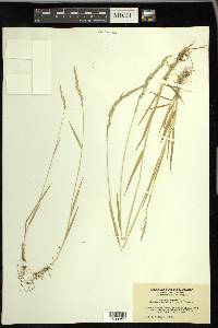 Agrostis exarata image