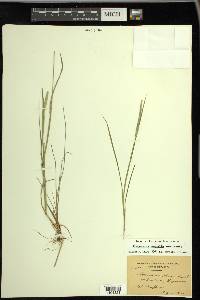 Alopecurus aequalis image