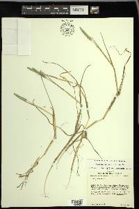 Alopecurus geniculatus image