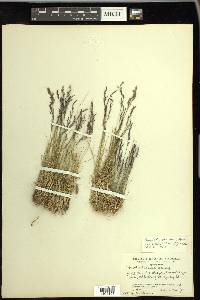 Agrostis variabilis image