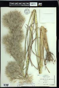 Andropogon glomeratus image