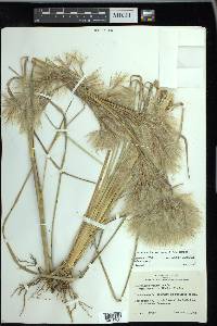 Andropogon glomeratus image