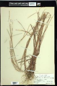 Andropogon ternarius image