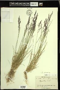 Agrostis vinealis image