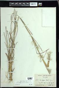 Andropogon gyrans image