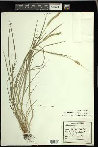 Alopecurus aequalis image