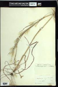 Andropogon ternarius image